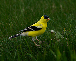 GoldFinch LVS00007